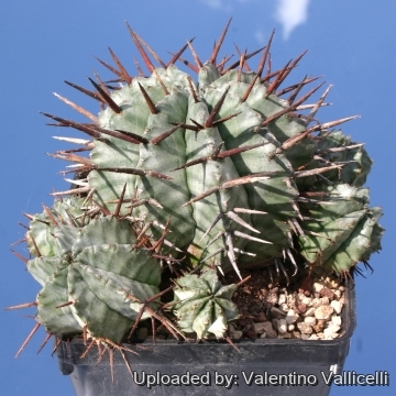 Euphorbia horrida