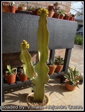 Euphorbia ingens