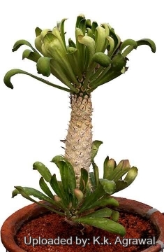 Euphorbia poissonii