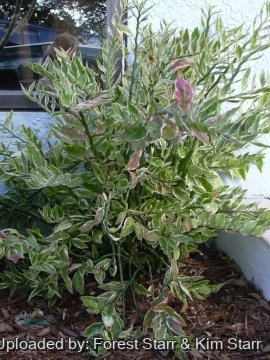 Euphorbia tithymaloides f. variegata