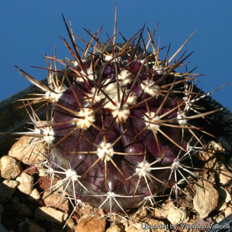 Red/brown spines form (This variant has red new spines and redder stems)