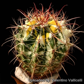 Ferocactus_hybrid_f.