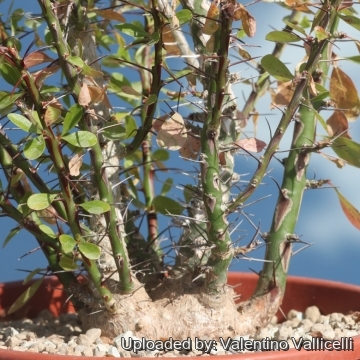 Fouquieria_fasciculata_16604_m.jpg