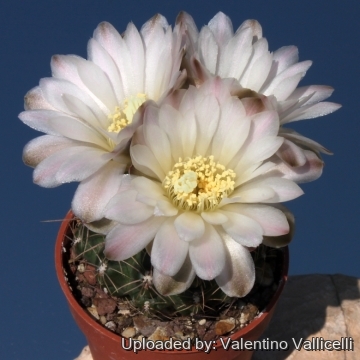 Gymnocalycium andreae var. matznetteri