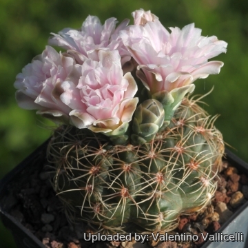 Gymnocalycium bruchii var. hossei