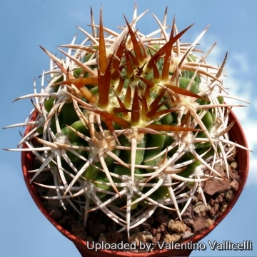 Gymnocalycium castellanosii subs. ferocius