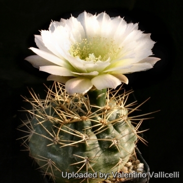 Gymnocalycium deeszianum