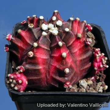 Gymnocalycium mihanovichii var. friedrichii f. Rubra