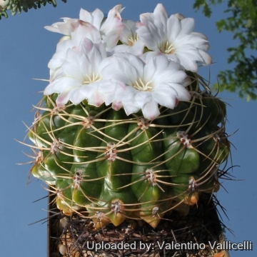 Gymnocalycium multiflorum