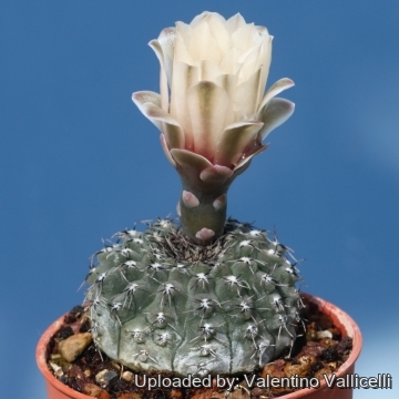Gymnocalycium stellatum var. minimum