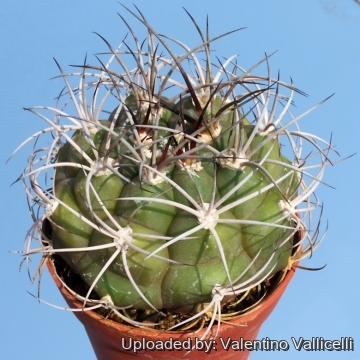 Gymnocalycium zegarrae subs. riograndense