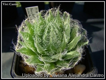 Haworthia arachnoidea var. semiviva