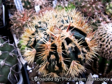 Homalocephala texensis f. monstruosa