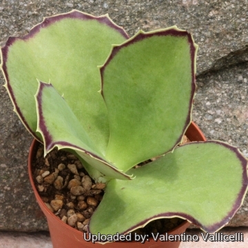 ハオルチア・アロエ Kalanchoe synsepala var. decepta Kalanchoe synsepala var. dissecta - Walking Kalanchoe