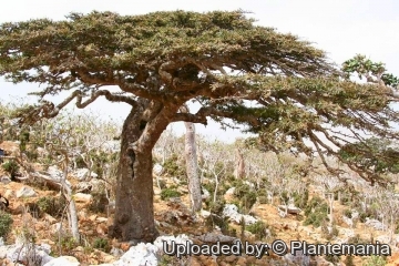 Lannea aspleniifolia
