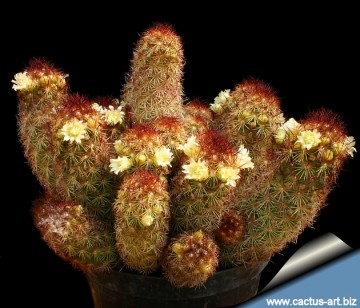A 'Quadricolor': lophantha Agave Kalimantan elongata 熱帯植物　Rhynchopyle Marvelous Succulent Multicolor その他観葉植物