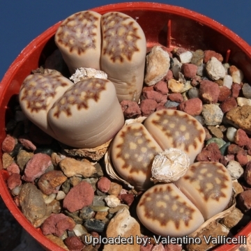 Lithops julii subs. fulleri