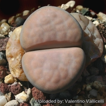 Lithops karasmontana subs. opalina