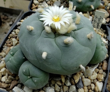 Lophophora echinata var. diffusa
