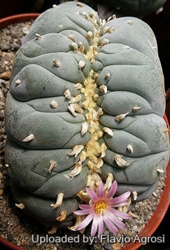 Lophophora williamsii var. fricii f. cristata