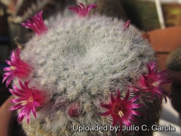 Mammillaria albilanata
