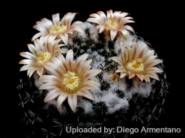 Mammillaria chionocephala
