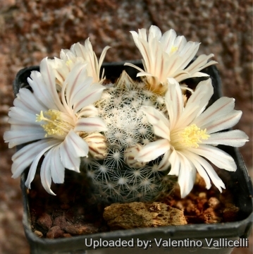 Mammillaria coahuilensis var. albiarmata