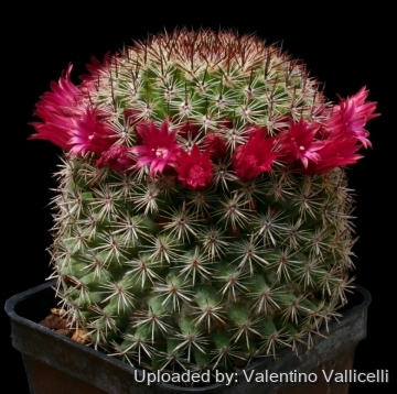 Mammillaria compacticaulis