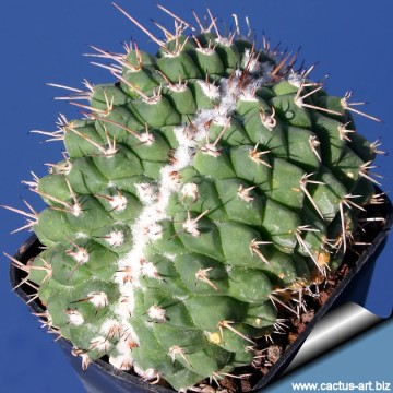 Mammillaria_compressa_f.