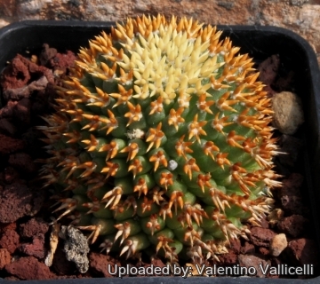 Mammillaria decipiens subs. camptotricha cv. Bru