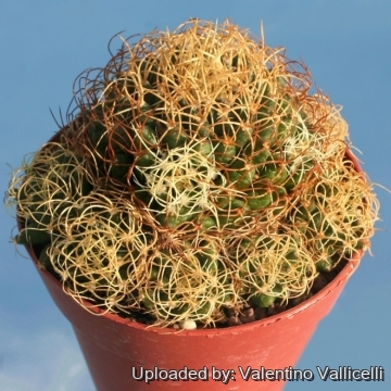 サボテン Mammillaria Decipiens ssp. Camptotricha Mammillaria decipiens subs. camptotricha cv. Marnier-Lapostollei