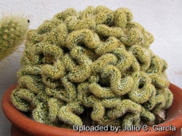 Mammillaria elongata f. cristata