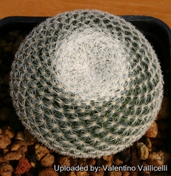 Mammillaria formosa subs. microthele var. superfina