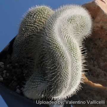 Mammillaria geminispina var. nobilis f. cristata
