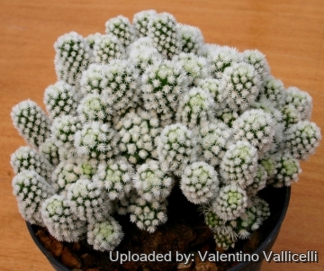 Mammillaria gracilis cv. Regina