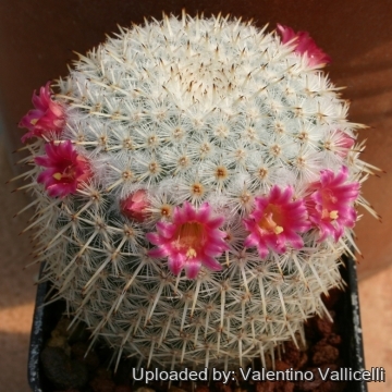 Mammillaria ignota