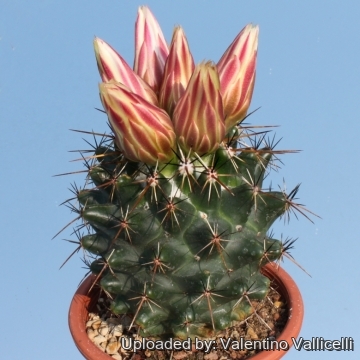 Mammillaria_ottonis_14621_m.jpg