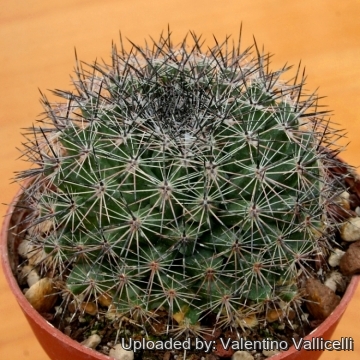 Mammillaria pachycylindrica