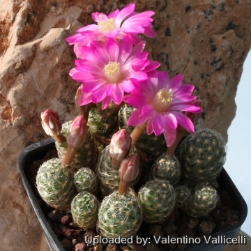 Mammillaria saboae