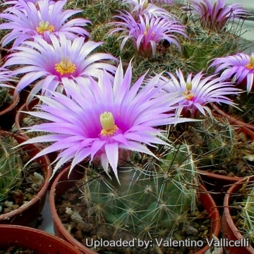 Mammillaria wrightii