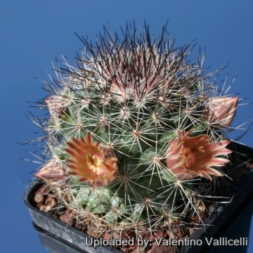 Mammillaria zeyeriana