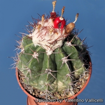 Melocactus caesius