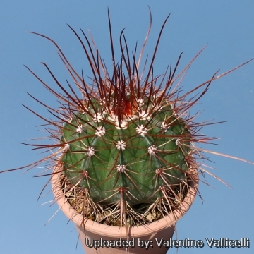 Melocactus erythracanthus
