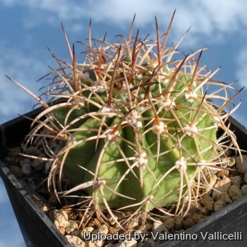 Melocactus guitartii