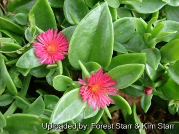 Mesembryanthemum cordifolium