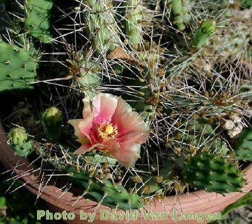 Opuntia macrorhiza subs. pottsii
