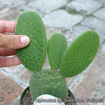 Opuntia microdasys cv. Caress