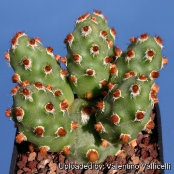 Opuntia molinensis cv. Red Glochids