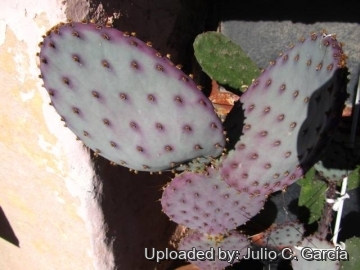 Opuntia santa-rita