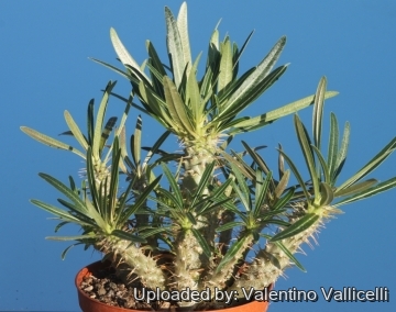 Pachypodium_gracilius_17271_m.jpg